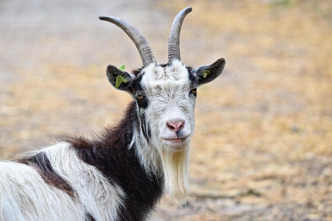 Kotoran Kambing Bisa Diolah Jadi Apa? Yuk, Simak!
